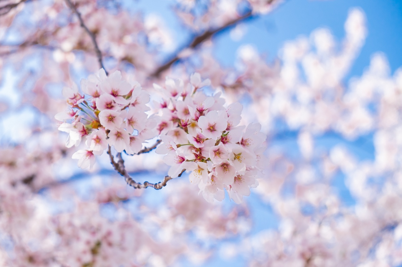 Cherry blossoms representing seasonal theme for Twitter Ads Japan