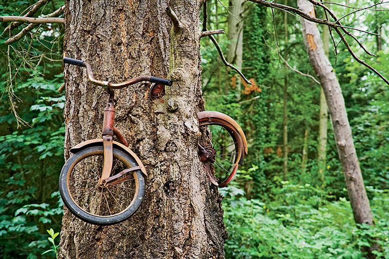 A bike trapped in a tree
